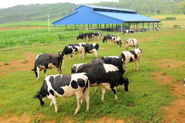 ý tưởng kinh doanh ở nông thôn